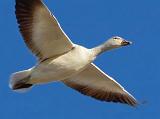 Snow Goose In Flight_72678